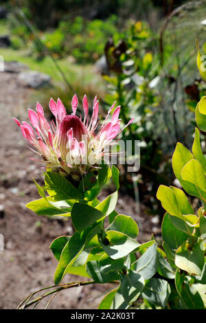 Protea eximia, una di latifoglie sugarbush, fioritura in Kirstenbosch National Botanical Gardens di Cape Town, Sud Africa. Foto Stock