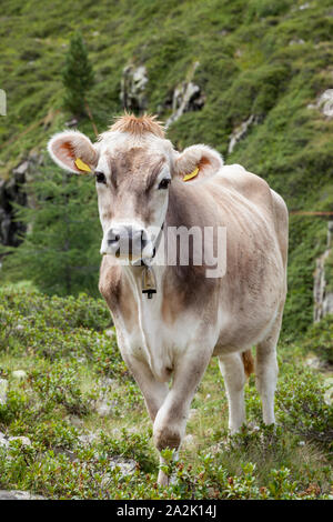 Mucca in pascolo alpino in zona di montagna. Foto Stock