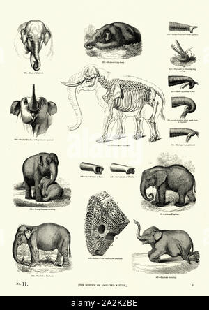 Gli elefanti, lo scheletro e il tronco del XIX secolo incisione, Museo della natura animata Foto Stock
