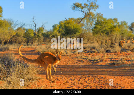 Canguro rosso, Macropus rufus, saltando su sabbia rossa di outback Australia centrale nel deserto. Marsupiale australiano nel Territorio del Nord, rosso Foto Stock