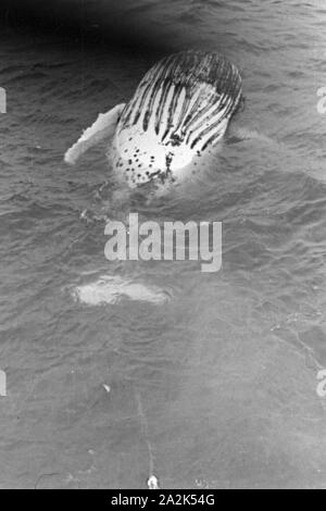 Ein Wal in den Fängen eines Fangboots der deutschen im Walfangflotte Eismeer der Arktis, 1930er Jahre. Una balena è catturato da un boat tedesca di flotta baleniera al Mare Artico, 1930s. Foto Stock