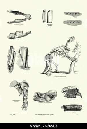 Scheletro e ossa di Glossotherium, Mylodon robustus un genere di terreno accidia. ( Tardo Pliocene Inizio Olocene) Foto Stock