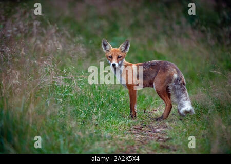 Red wild fox - Vulpes vulpes nella foresta circondato da erba densa. Volpe curiosa in cerca di cibo nei boschi, selvaggia di alimentazione degli animali Foto Stock