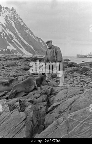 Ein Mann der Besatzung des Fabrikschiffs 'Jan Wellem' spielt Mit einem Walross auf Südgeorgien, 1930er Jahre. Membro dell equipaggio della nave officina 'Jan Wellem' giocando con un bambino tricheco in Georgia del Sud, 1930s. Foto Stock