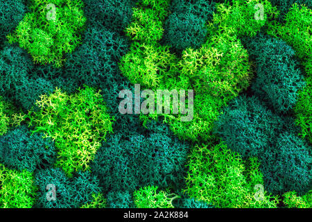 Stabilizzato il muschio secco texture vista dall'alto. DIY Cladonia rangiferina o la renna verde lichene pattern. Moderno verde eco decorazioni a parete Foto Stock