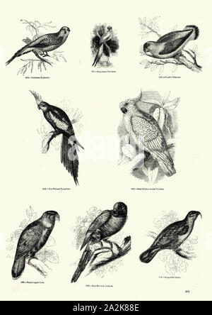 Gli uccelli tropicali, ondulate Eufemia, Rose-inanellati parrocchetto, abissino di parrocchetto, Cockatiel, maggiori di zolfo-crested cockatoo, viola-naped lory, blue mountain lorikeet, lunga fatturati parrot Foto Stock