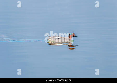 Comune maschio teal (Anas crecca) nuoto Foto Stock