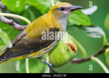 Giovani rigogolo (Oriolus oriolus) e figura di frutta. Foto Stock