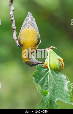 Rigogolo (Oriolus oriolus) alimentazione immaturi sulla figura di frutta sul tree Foto Stock