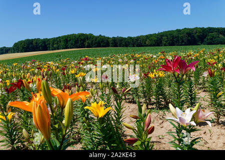 Campo con gigli (per la raccolta di auto) vicino a Eppingen nella regione di Kraichgau, distretto di Heilbronn, Baden-Württemberg, Germania Foto Stock