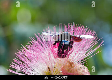 Fioritura Albizia julibrissin fiore rosa con grande nero bumblebee sulla Corsica, Francia. Albizia julibrissin è noto come Lenkoran acacia come Foto Stock