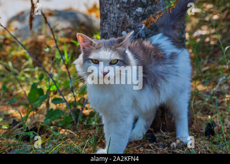 Gatto randagio nel giardino estivo cercando di alert su isola di Corsica, Francia. Foto Stock