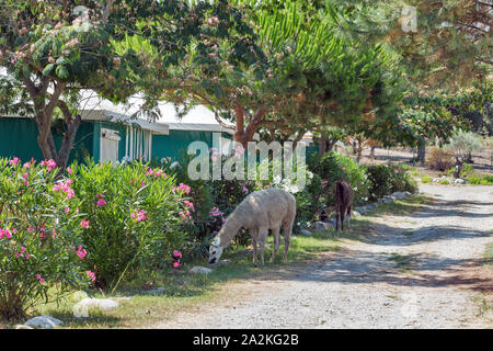 White llama pascolo fioritura Albizia julibrissin albero in camping closeup sulla Corsica, Francia. Foto Stock