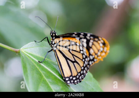 Farfalla monarca (Danaus plexippus) Foto Stock