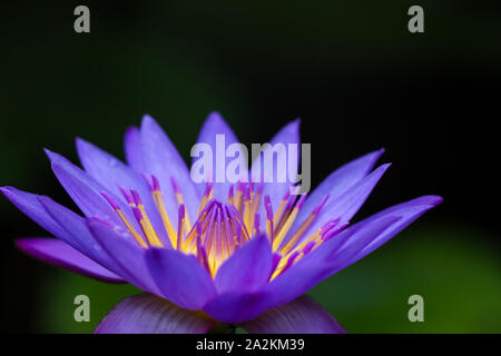 Color-coordinamento in natura: tinte in colori complementari giallo e blu, i fiori di loto blu sembrano essere incandescente dall'interno Foto Stock