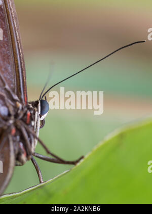 Blue Morpho Butterfly (Morpho peleides) Foto Stock