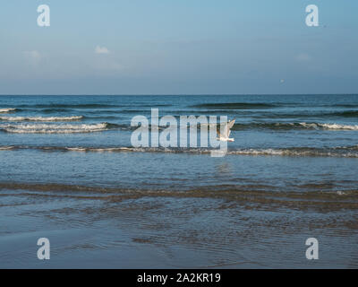 Sea Gull sorvolano olandese costa Waddenzee Foto Stock