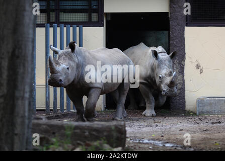 Roma, Italia. 03 ott 2019. Roma, Roma Biparco accolto Tommaso e Kibo, due specie protette di rinoceronti bianchi che vivevano in Europa settentrionale dei giardini zoologici dell'EAZA Foto di circuito: Thomas e Kibo Credit: Indipendente Agenzia fotografica/Alamy Live News Foto Stock