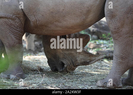 Roma, Italia. 03 ott 2019. Roma, Roma Biparco accolto Tommaso e Kibo, due specie protette di rinoceronti bianchi che vivevano in Europa settentrionale dei giardini zoologici dell'EAZA Foto di circuito: Thomas e Kibo Credit: Indipendente Agenzia fotografica/Alamy Live News Foto Stock