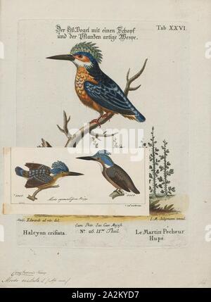 Alcedo cristata, stampa la malachite kingfisher (Corythornis cristatus) è un fiume kingfisher che è ampiamente distribuito in Africa a sud del Sahara. Esso è in gran parte residente ad eccezione di clima stagionale di movimenti correlati., 1700-1880 Foto Stock