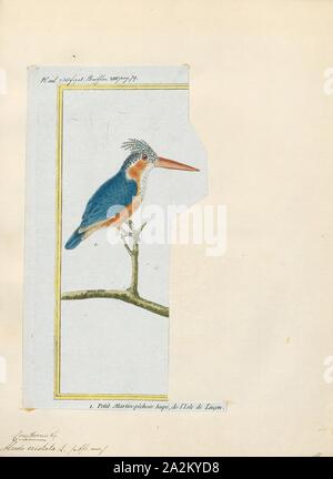 Alcedo cristata, stampa la malachite kingfisher (Corythornis cristatus) è un fiume kingfisher che è ampiamente distribuito in Africa a sud del Sahara. Esso è in gran parte residente ad eccezione di clima stagionale di movimenti correlati., 1700-1880 Foto Stock