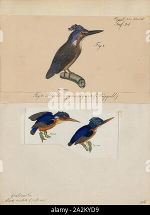 Alcedo cristata, stampa la malachite kingfisher (Corythornis cristatus) è un fiume kingfisher che è ampiamente distribuito in Africa a sud del Sahara. Esso è in gran parte residente ad eccezione di clima stagionale di movimenti correlati., 1700-1880 Foto Stock