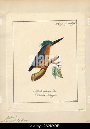 Alcedo cristata, stampa la malachite kingfisher (Corythornis cristatus) è un fiume kingfisher che è ampiamente distribuito in Africa a sud del Sahara. Esso è in gran parte residente ad eccezione di clima stagionale di movimenti correlati., 1700-1880 Foto Stock