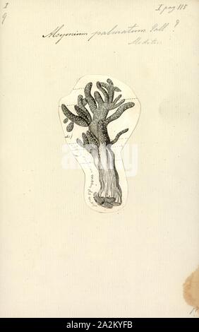 Alcyonium palmatum, stampa Alcyonium palmatum o red dead man le dita è una specie di corallo morbido nella famiglia Alcyoniidae Foto Stock
