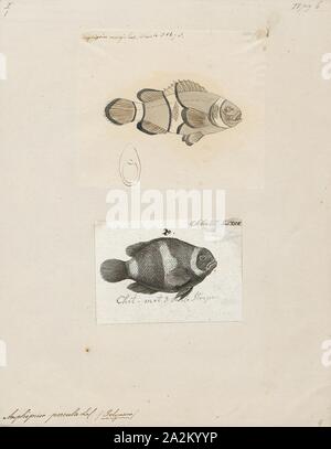 Amphiprion percula, stampa l'arancione clownfish (Amphiprion percula) noto anche come percula clownfish e clown anemonefish, è ampiamente conosciuto come un famoso acquario di pesci. Come altri clownfishes (noto anche come anemonefishes), che spesso vive in associazione con anemoni di mare. A. percula è associato in particolare con Heteractis magnifica e Sticodactila gigantea, e come le larve utilizzare segnali chimici rilasciati dalle anemoni per identificare e individuare le opportune specie ospite di utilizzarli per il rifugio e protezione. Questo fa sì che la selezione preferenziale quando si ricerca il loro anemone specie ospite. Sebbene Foto Stock