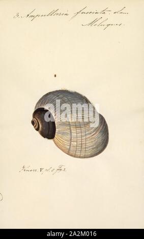 Ampullaria fasciata, stampa Ampullaria è un genere estinto di lumache di acqua dolce con un opercolo, un gasteropodi acquatici molluschi nella famiglia Ampullariidae Foto Stock
