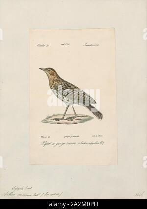 Anthus cervinus, stampa, il rosso-throated pipit (Anthus cervinus) è un piccolo uccello passerine che razze nel lontano nord dell Europa e dell Asia, con un piede nel nord dell'Alaska. Si tratta di una lunga distanza mobile migrante in inverno in Africa, Asia meridionale e orientale e la costa occidentale degli Stati Uniti. Si tratta di una vagabonda per l'Europa occidentale, 1842-1848 Foto Stock