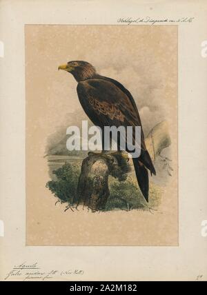 Aquila audax, stampa il cuneo-tailed eagle o bunjil (Aquila audax) è il più grande rapace in Australia ed è anche trovata nel sud della Nuova Guinea, parte di Papua Nuova Guinea e Indonesia. Essa ha per lungo tempo, abbastanza ampia ali, completamente le gambe di piuma e un inconfondibile a forma di cuneo coda., 1842-1849 Foto Stock