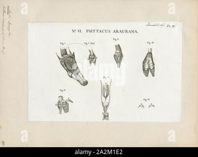 Ara ararauna, stampa, il blu e il giallo macaw (Ara ararauna), noto anche come il blu e oro macaw, è un grande del Sud America parrot con prevalenza di blu parti superiore e luce arancione underparts, con gradiente di tonalità di verde sulla cima della sua testa. È un membro del gruppo grande di pappagalli neotropical noto come pappagalli. Abita la foresta (specialmente varzea, ma anche nelle sezioni aperte della terra firme o unflooded foresta), il bosco e la savana tropicale del sud America. Essi sono conosciuti in avicoltura a causa del loro colore sorprendente, capacità di parlare, pronta disponibilità sul mercato e i vicini Foto Stock