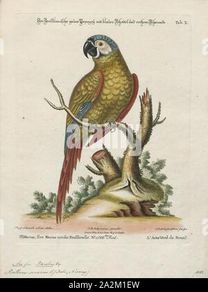 Ara severus, stampa, il castagno a vetrina macaw o gravi macaw (Ara severus) è uno dei più grandi del mini-pappagalli. Si raggiunge una dimensione di circa 45 cm (18 in) di cui circa la metà è la lunghezza della coda., 1700-1880 Foto Stock