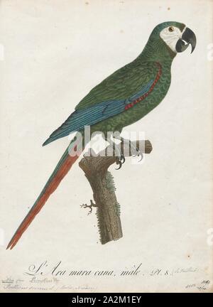 Ara severus, stampa, il castagno a vetrina macaw o gravi macaw (Ara severus) è uno dei più grandi del mini-pappagalli. Si raggiunge una dimensione di circa 45 cm (18 in) di cui circa la metà è la lunghezza della coda., 1796-1808 Foto Stock