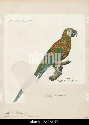Ara severus, stampa, il castagno a vetrina macaw o gravi macaw (Ara severus) è uno dei più grandi del mini-pappagalli. Si raggiunge una dimensione di circa 45 cm (18 in) di cui circa la metà è la lunghezza della coda., 1842-1855 Foto Stock