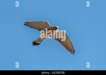 Grillaio (Falco naumanni) maschio battenti Foto Stock