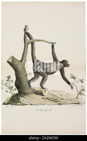Ateles paniscus, stampa, il rosso-di fronte spider monkey (Ateles paniscus) noto anche come la Guiana spider monkey o rosso-nero fronte spider monkey, è una specie di scimmia ragno trovati nelle foreste pluviali del nord del Sudamerica, 1818-1842 Foto Stock