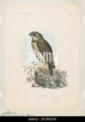 Athene superciliaris, stampare il bianco-browed owl, noto anche come il bianco-browed hawk-gufo o il Madagascar hawk-civetta (Athene superciliaris) è una specie di gufo in famiglia titonidi. È endemica del Madagascar., 1868 Foto Stock