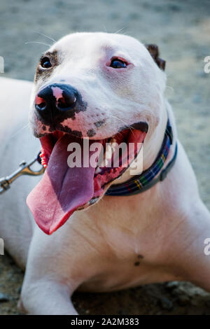 Primo piano di un maschio di mongrel dog mix di Bull Terrier, Pit Bull e American Staffordshire Terrier giacente a terra Foto Stock