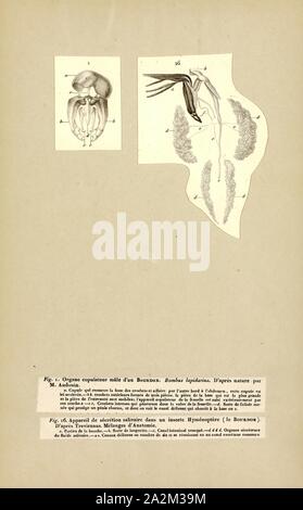 Bombus, stampare un calabrone (o Bumble Bee, bumble-bee, o umile-bee) è una delle oltre 250 specie in genere Bombus, parte di Apidae, una delle famiglie di api. Questo genere è il solo gruppo esistenti nella tribù Bombini, sebbene alcuni estinti generi relativi (ad esempio, Calyptapis) sono noti da fossili. Essi si trovano principalmente ad altitudini elevate o latitudini dell'emisfero settentrionale, sebbene essi si trovano anche in Sud America dove un paio di pianura specie tropicali sono stati identificati. I bombi europei sono stati introdotti anche per la Nuova Zelanda e la Tasmania. Femmina i bombi possono pungere ripetutamente Foto Stock