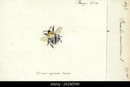 Bombus, stampare un calabrone (o Bumble Bee, bumble-bee, o umile-bee) è una delle oltre 250 specie in genere Bombus, parte di Apidae, una delle famiglie di api. Questo genere è il solo gruppo esistenti nella tribù Bombini, sebbene alcuni estinti generi relativi (ad esempio, Calyptapis) sono noti da fossili. Essi si trovano principalmente ad altitudini elevate o latitudini dell'emisfero settentrionale, sebbene essi si trovano anche in Sud America dove un paio di pianura specie tropicali sono stati identificati. I bombi europei sono stati introdotti anche per la Nuova Zelanda e la Tasmania. Femmina i bombi possono pungere ripetutamente Foto Stock