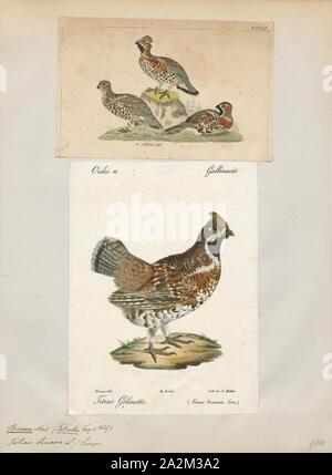 Bonasa betulina, stampa Ruffed grouse, ruffed grouse (Bonasa umbellus) è una di medie dimensioni gallo cedrone che si verificano nelle foreste dal Monti Appalachi in tutto il Canada in Alaska. È stanziale. È l'unica specie in genere Bonasa., 1700-1880 Foto Stock