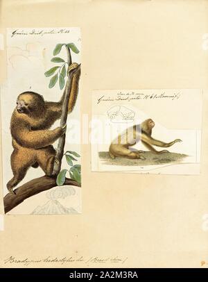 Bradypus tridactylus, stampa del pallido-throated sloth (Bradypus tridactylus) è una specie di il bradipo che abita nelle foreste pluviali tropicali in Sud America settentrionale., 1700-1880 Foto Stock