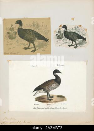 Branta bernicla, stampa la brant o brent goose (Branta bernicla), è una specie di oche del genere Branta. Il black brant è un pacific North American sottospecie., 1700-1880 Foto Stock