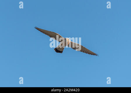 Maschio grillaio Falco naumanni in volo Foto Stock