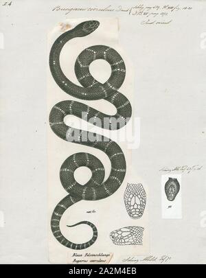 Bungarus coeruleus, stampa il comune (krait Bungarus caeruleus), noto anche come krait indiano o krait blu) è una specie di serpenti velenosi del genere Bungarus trovati nelle giungle del subcontinente indiano. Si tratta di un membro dei "quattro grandi" specie, infliggendo il la maggior parte dei morsi di serpente sugli esseri umani in India., 1700-1880 Foto Stock