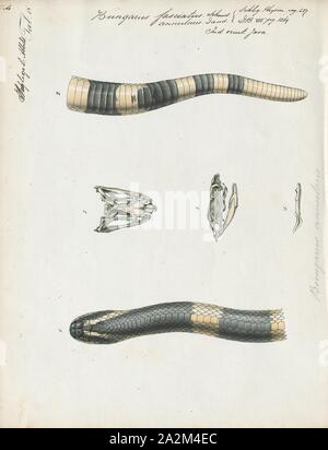 Bungarus fasciatus, stampa il krait nastrati (Bungarus fasciatus) è una specie di elapid serpente trovato sul subcontinente indiano e nel sud-est asiatico. Si tratta di uno dei più grandi kraits, con una lunghezza massima fino a 2,1 m (6 ft 11 in)., 1700-1880 Foto Stock