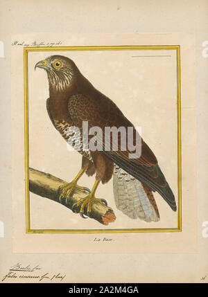 Buteo vulgaris, stampa, la poiana (Buteo buteo) è un medio-grande rapace che ha una gamma di grandi dimensioni. Un membro del genere Buteo, è un membro della famiglia Accipitridae. La specie vive in gran parte dell Europa e amplia la sua gamma in Asia, principalmente Russia occidentale. Per gran parte della sua gamma, è un anno di residenza. Tuttavia, poiane dalle parti più fredde dell'emisfero settentrionale nonché quelli che razza nella parte orientale della loro gamma tipicamente migrano verso sud per l'inverno settentrionale, molti culminate il loro viaggio per quanto riguarda il Sud Africa. La poiana è un Foto Stock