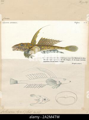 Callionymus lyra, stampa il comune (dragonet Callionymus lyra) è una specie di dragonet che è ampiamente distribuito nella parte orientale dell'Atlantico settentrionale dove è comune nei pressi di Europa dalla Norvegia e Islanda verso sud. Si tratta di una specie demersali che avviene su fondo di sabbia. Vive ad una età massima di circa 7 anni. È catturato in catture accessorie da pesca e viene utilizzato in acquario commercio., 1700-1880 Foto Stock